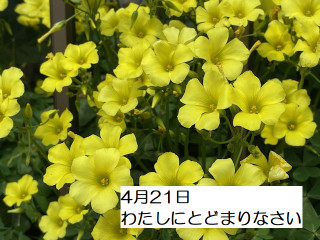 250421