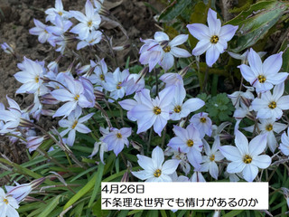 250426