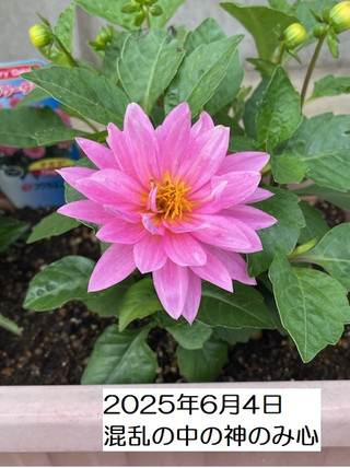 250604