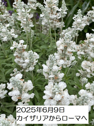 250609