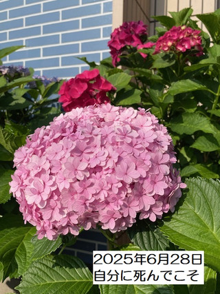 250628