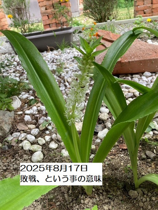 250817