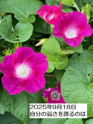 250918