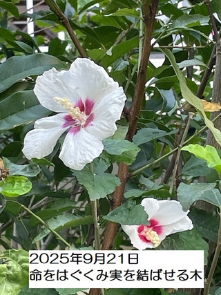 250921