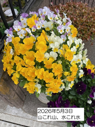 260503
