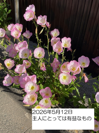 260512