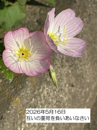 260516