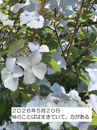 260520